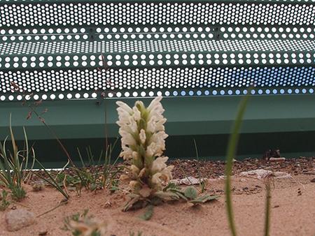 Wind Fence (for Agriculture), Microclimate improvement