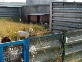 Pasture Fence